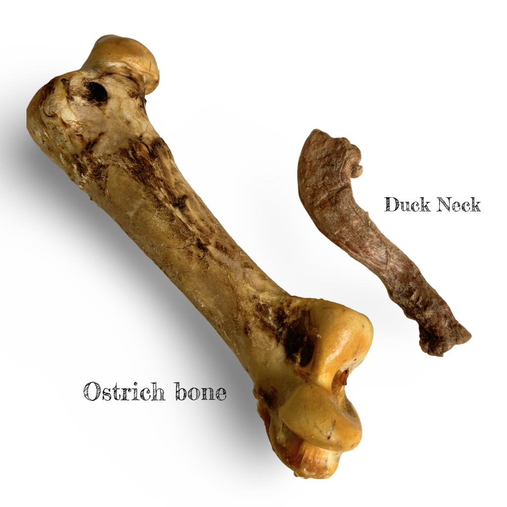 Air Dried Giant Ostrich Bone