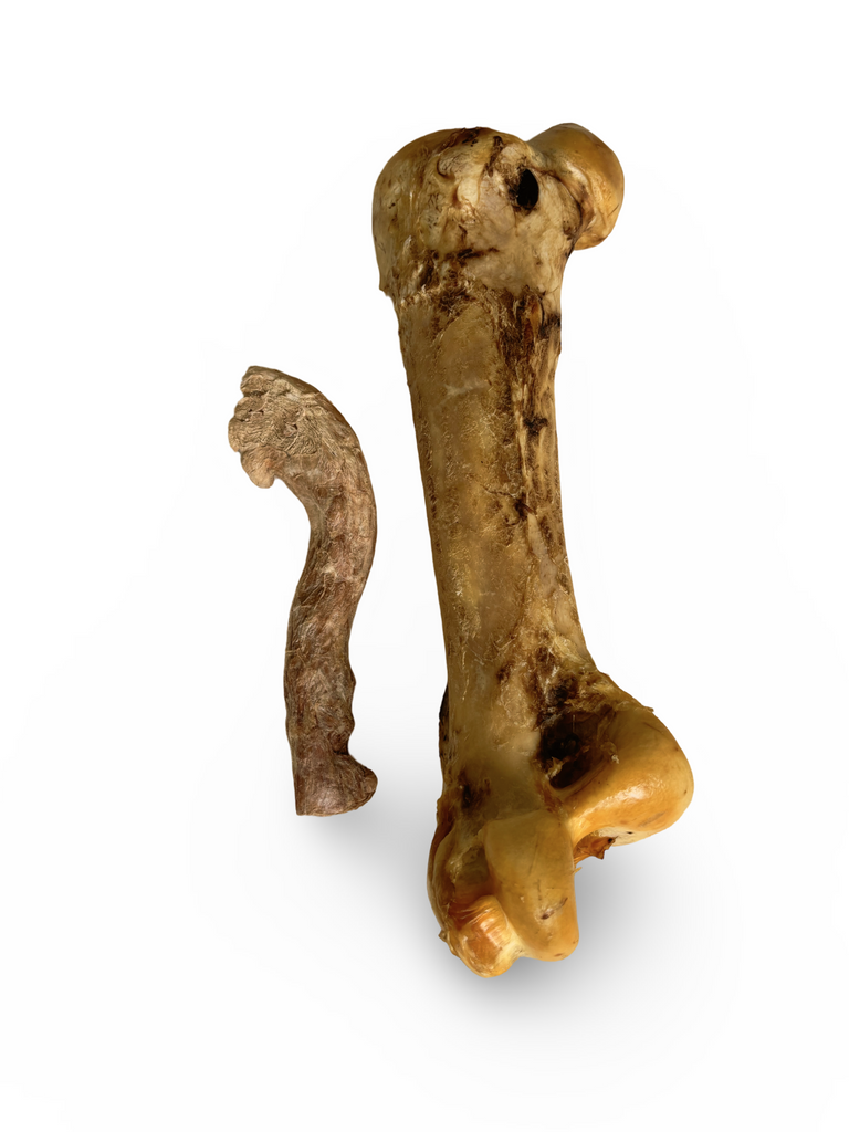 Air Dried Giant Ostrich Bone