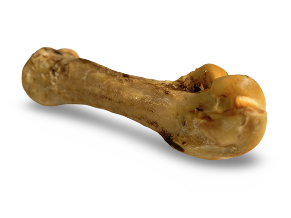 Air Dried Giant Ostrich Bone