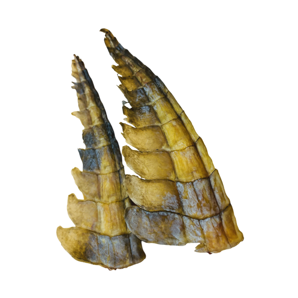 Air Dried Crocodile Tail