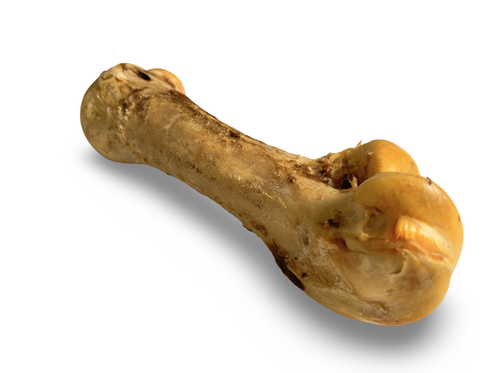 Air Dried Giant Ostrich Bone