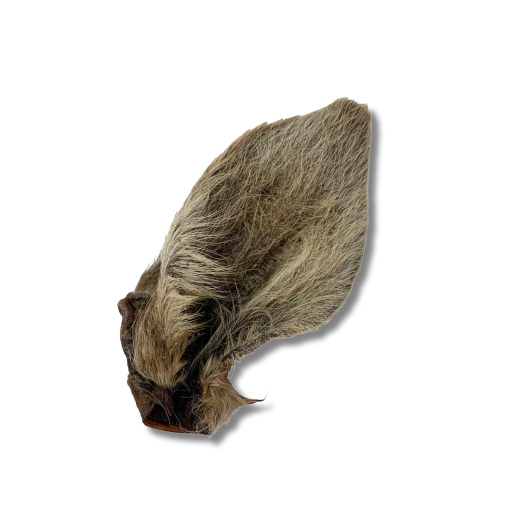 Kangaroo Ear (Furry)