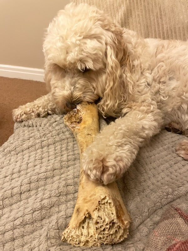 Air Dried Giant Ostrich Bone