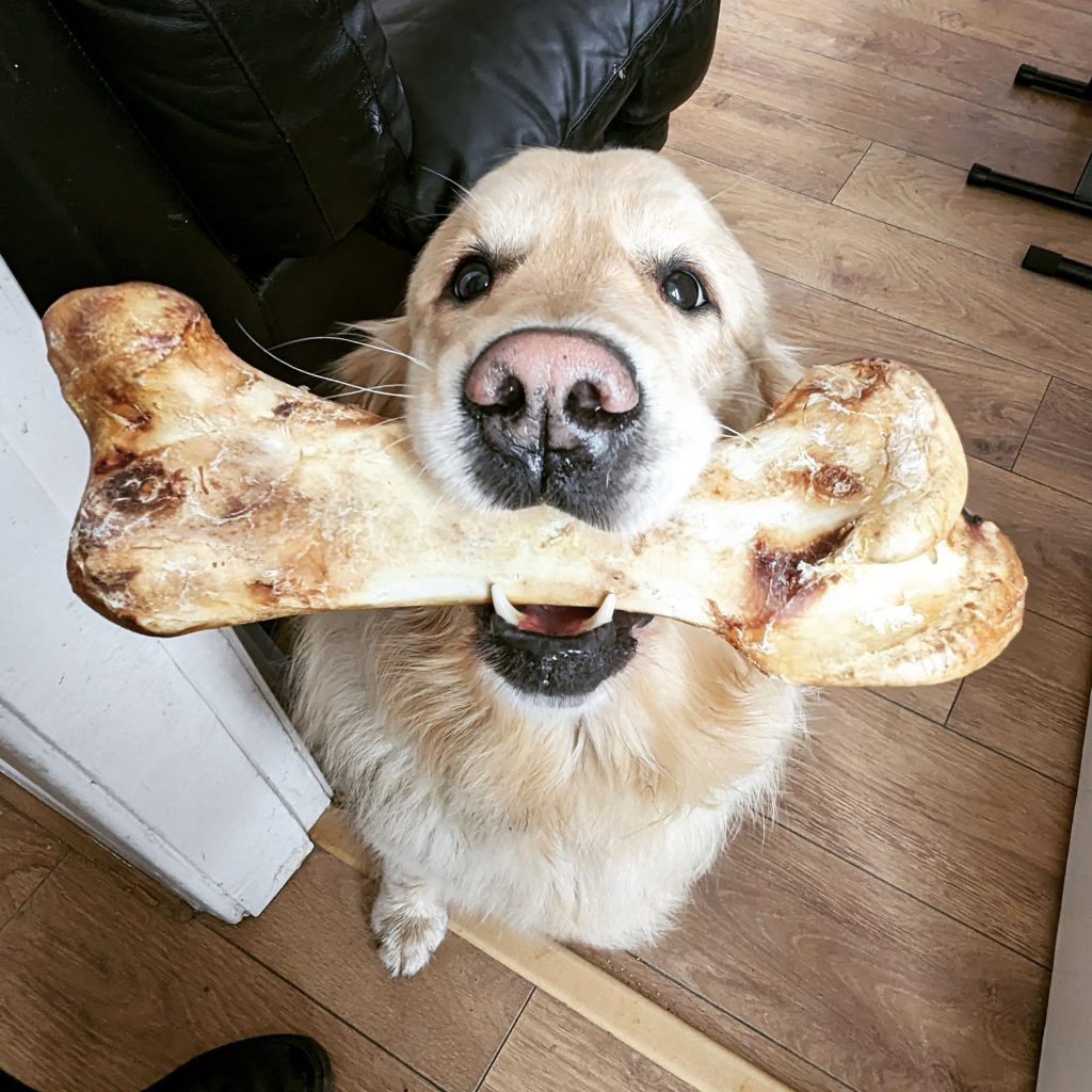 Air Dried Giant Ostrich Bone