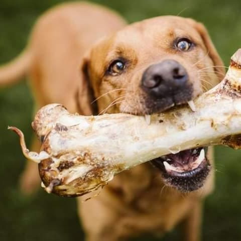 Air Dried Giant Ostrich Bone